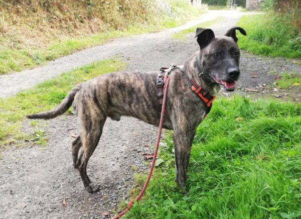 Larzac, grand chien mâle adulte, croisé malinois, au pelage bringé