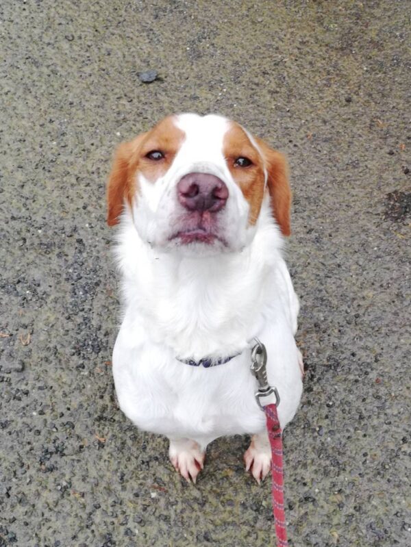Rimbaud, jeune chien mâle de 3 ans, de type épagneul breton, au pelage roux et blanc