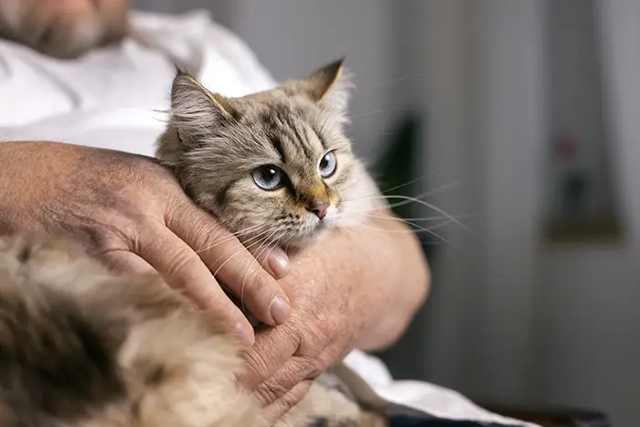 Abandonner un chat en sécurité au refuge LADB pour lui offrir une nouvelle chance