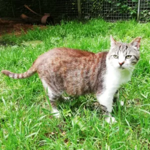 Garfield, jeune chat très câlin, doux, au pelage tigré blanc, gris et roux