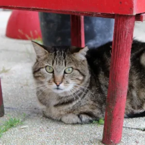 Boomer, chat mâle adulte, réservé, au pelage tigré