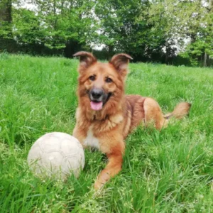 Bella, jeune chienne de 3 ans de type berger allemand, au pelage fauve mi-long