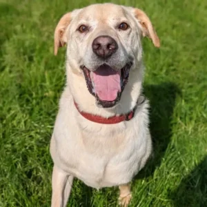 Nesquick, belle et pleine de peps, chienne adulte croisée labrador, au pelage sable