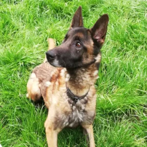 Otakai, grand chien mâle adulte bien dressé, de type berger belge malinois, au pelage fauve charbonné