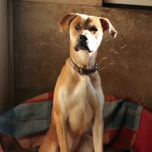 Dario, grand chien mâle de 3 ans de type boxer, au pelage beige