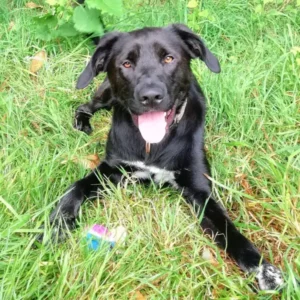 Blacky, jeune chien mâle de 2 ans croisé labrador, au pelage noir