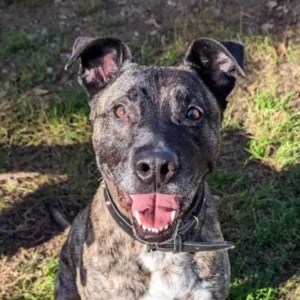 Larzac, grand chien mâle adulte, croisé malinois, au pelage bringé