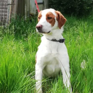 Rimbaud, jeune chien mâle de 3 ans, de type épagneul breton, au pelage roux et blanc