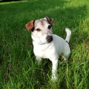 Hélios, petit chien adulte mâle énergique et affectueux, de type terrier Jack Russell, tricolore