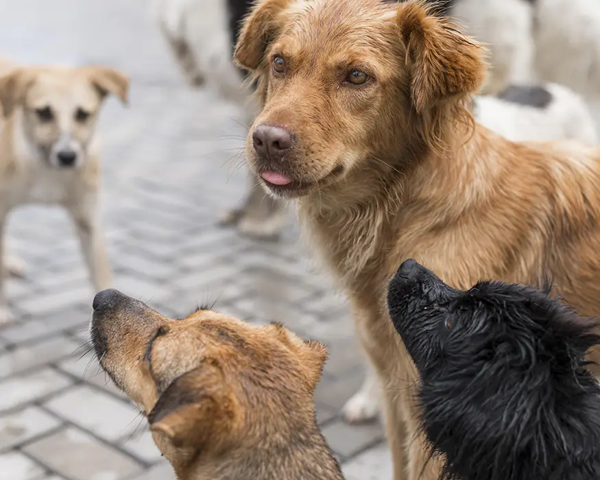 Chiens victimes de maltraitance, signalés et sauvés, en attente d'adoption au refuge LADB