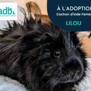 Lilou, jeune femelle cochon d'Inde, au pelage long et noir