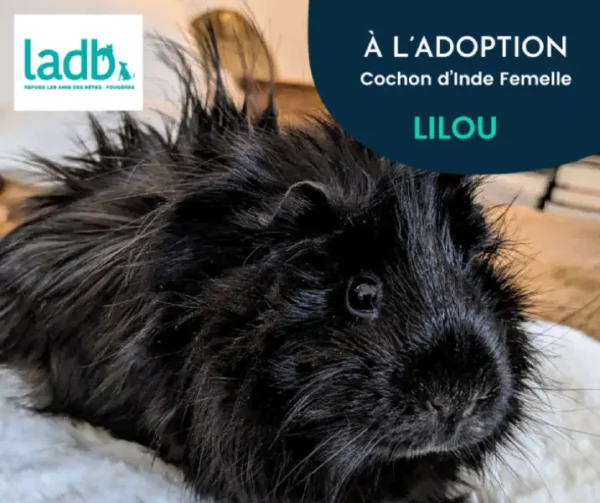 Lilou, jeune femelle cochon d'Inde, au pelage long et noir