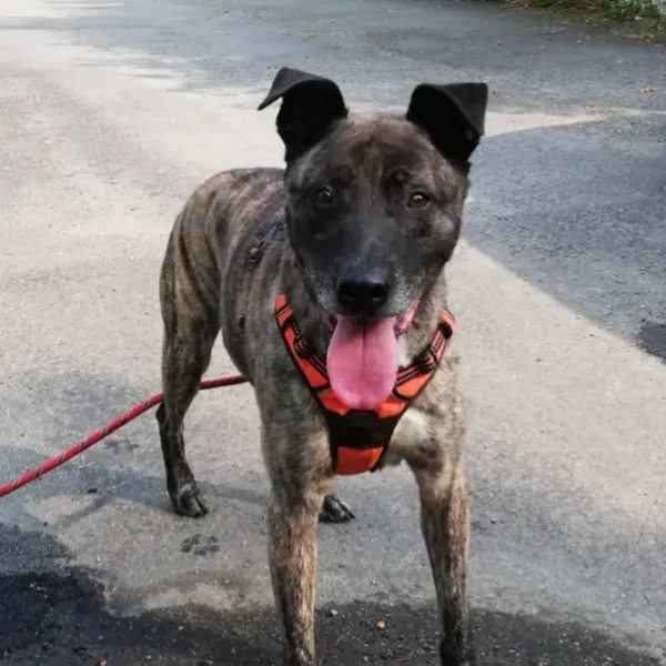 Larzac, grand chien mâle adulte, croisé malinois, au pelage bringé
