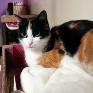 Aude, une chatte tricolore de 2 ans, avec une posture calme et un regard timide, dans un cadre neutre.