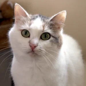 Blanchette, jeune chatte timide, blanche et tricolore et aux beaux yeux verts