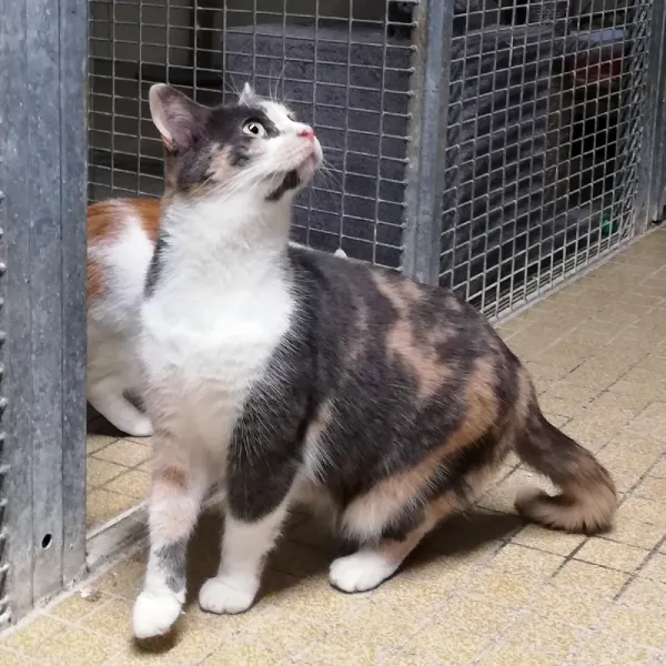 Pépette, une chatte tricolore de 4 ans, avec un regard curieux et doux, dans un cadre paisible