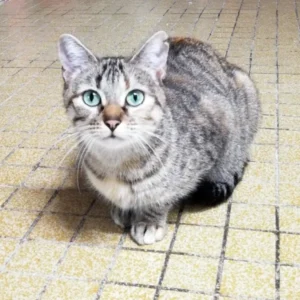 Greta, une chatte timide de 1 an, au pelage doux, dans un environnement paisible et calme.