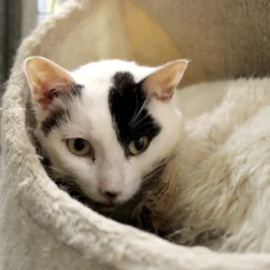 Eliott, un chat noir et blanc de 4 ans, au pelage soigné, avec une posture calme et un regard doux.