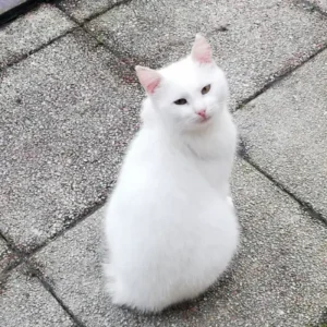 Etienne, chat adulte mâle, sociable et très câlin, blanc avec une queue tigrée gris