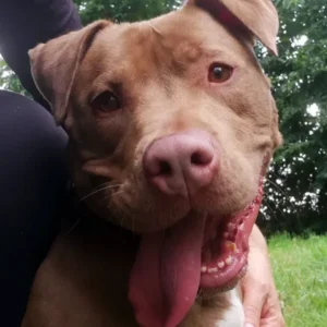 portrait d'Athéna, jeune chienne croisée de 2 ans, au pelage marron