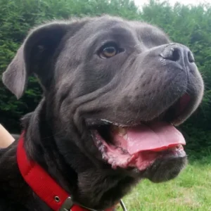 Tornade, jeune et grand chien mâle, plein d'énergie, de type cane corso, au pelage gris foncé