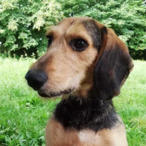 Hubert, chien mâle de 4 ans, croisé au pelage noir et feu, sensible et attachant pour famille d'accueil