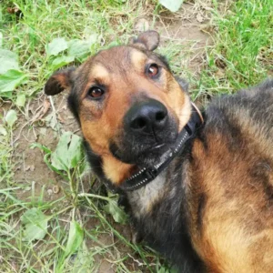 Tyson, jeune et grand chien mâle, croisé au pelage tricolore, affectueux et sociable