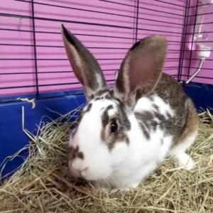 Coco Lapin, jeune mâle géant papillon français, au pelage marron et blanc