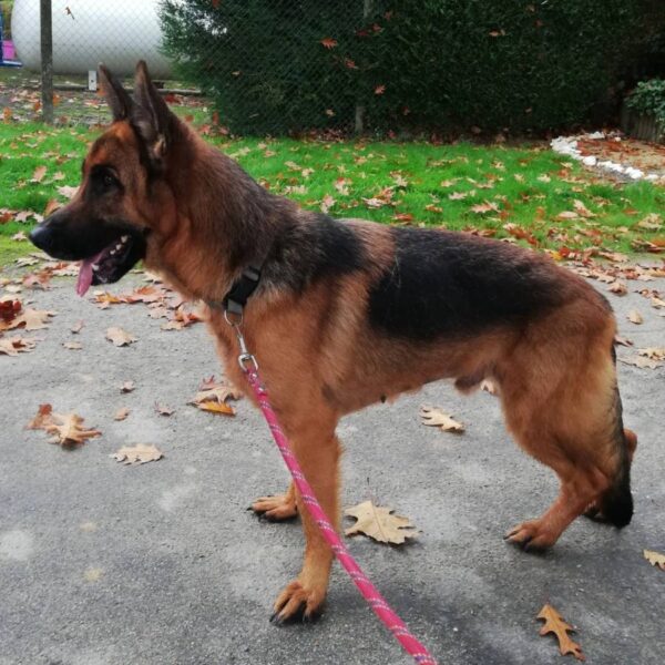 Rocky – Image 2