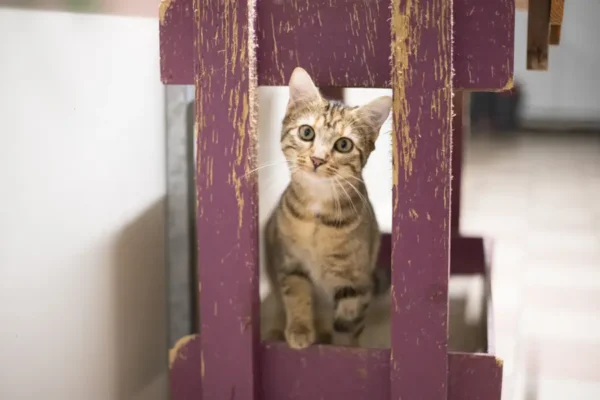 Hita, chaton femelle