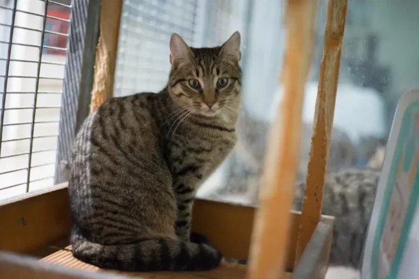 Valérie, chaton femelle