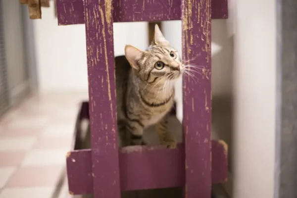 Victoria, chaton femelle