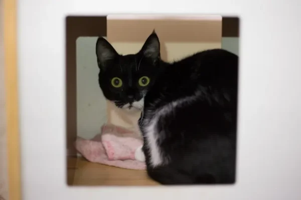 Vonnie, chaton femelle