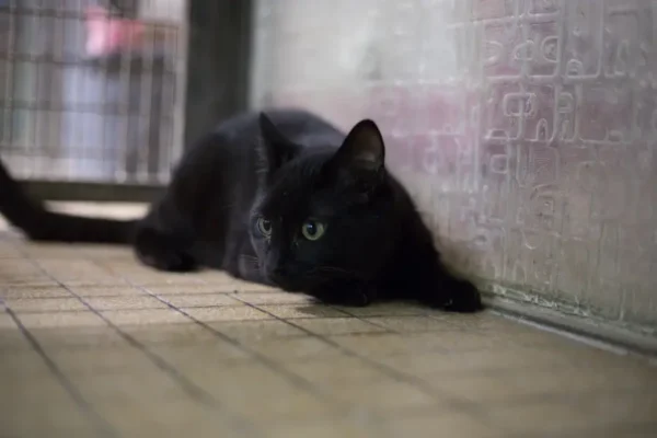 Kuro – Image 2