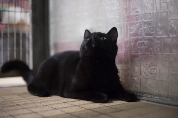 Kuro, chaton mâle