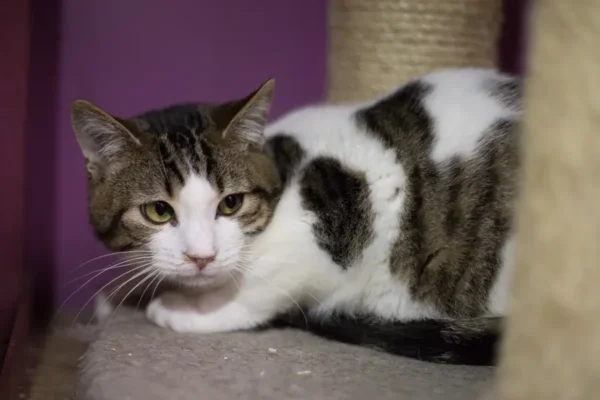 Vivien, chaton mâle