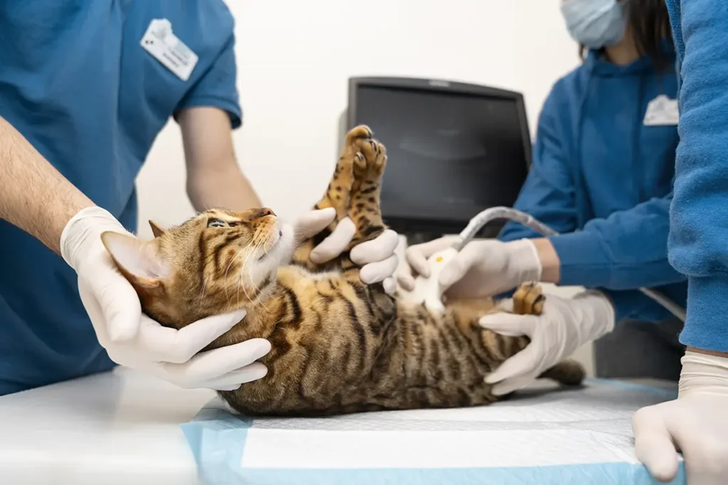 Un vétérinaire examine le ventre d'une chatte avant sa stérilisation