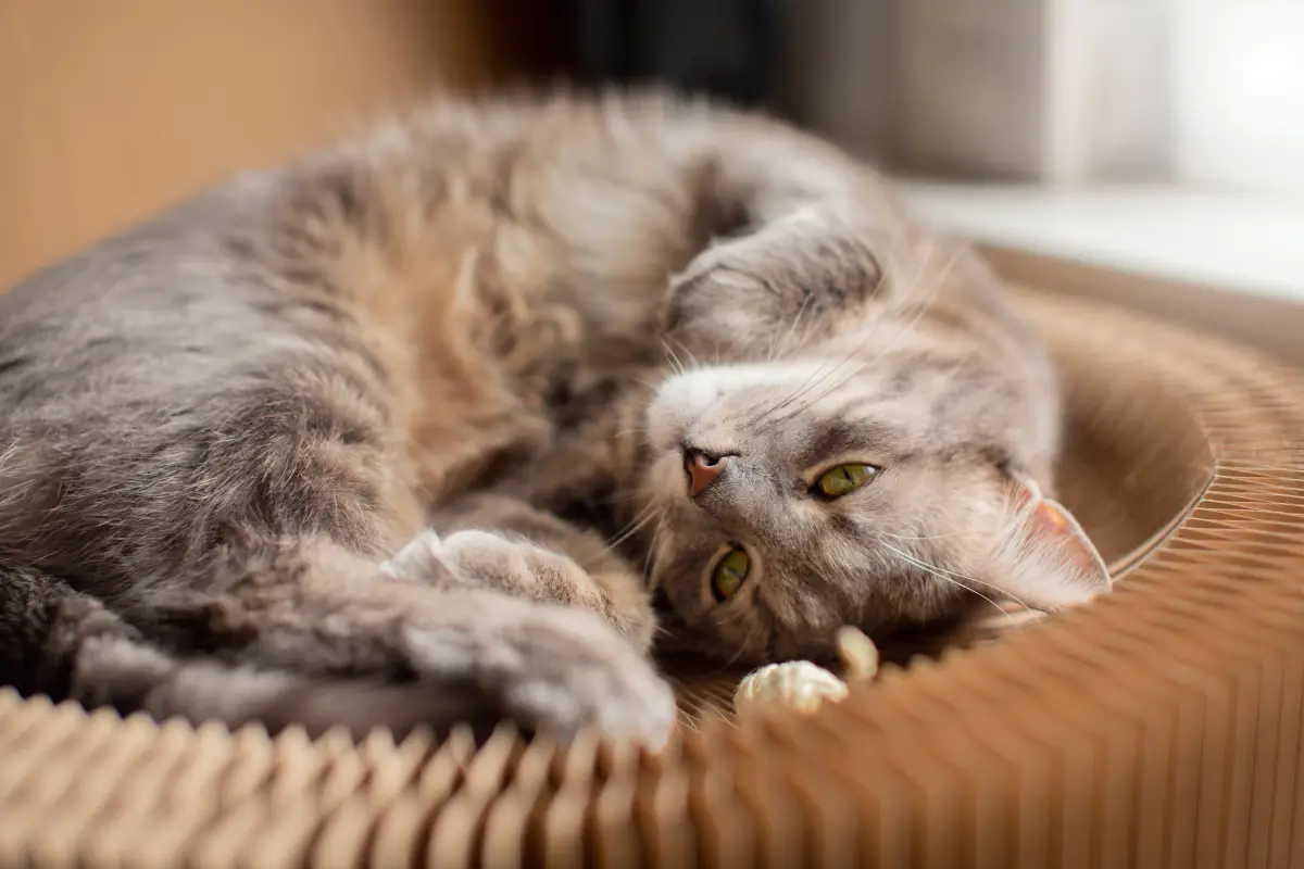 Adopter un chat ou un chaton au refuge LADB, tous nos conseils