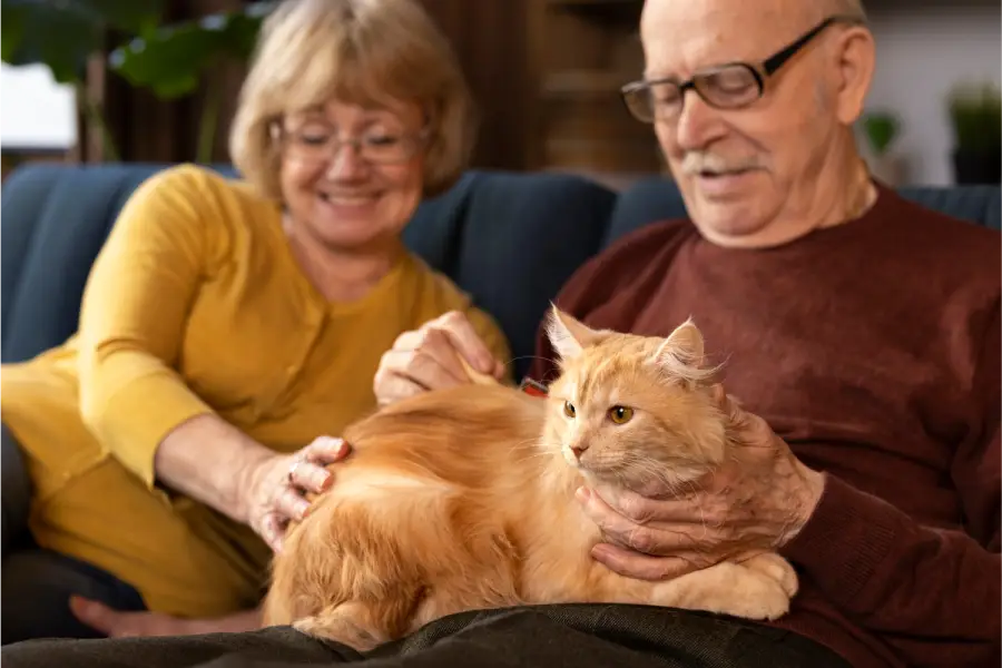 Adopter un chat calme et câlin pour un couple de retraité
