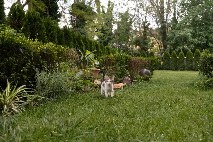 Un chaton en extérieur après une adoption, une bonne idée ?