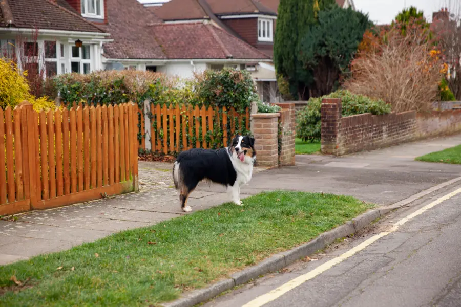 Border Collie échappé dans la rue d'une maison sans clôture